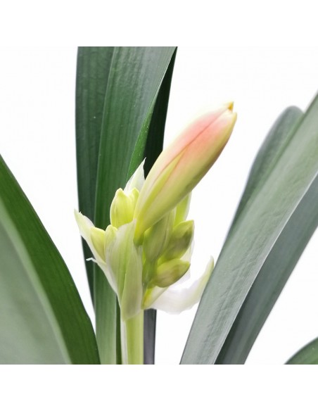 CLIVIA MINIATA - 'ORANGE' diametro vaso 13 cm