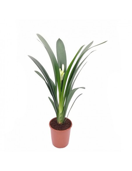 CLIVIA MINIATA - 'ORANGE' diametro vaso 13 cm