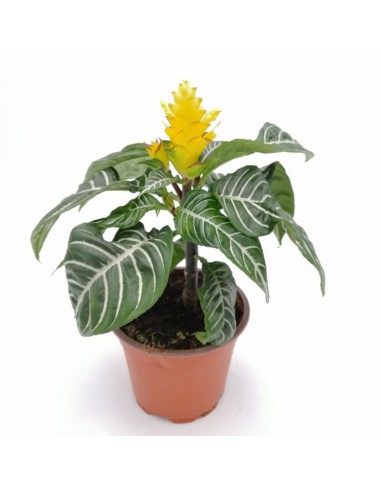 APHELANDRA SQUARROSA diametro vaso 13 cm