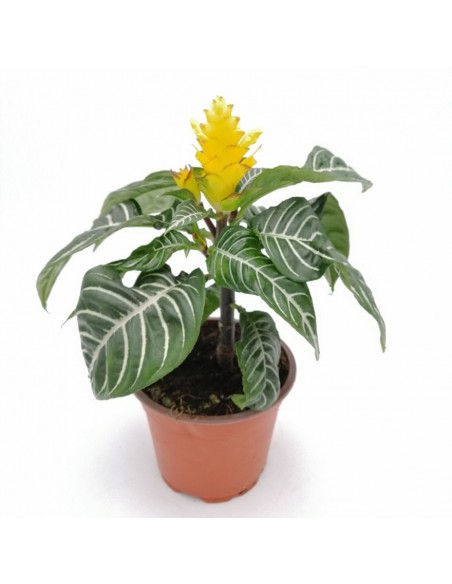 APHELANDRA SQUARROSA diametro vaso 13 cm