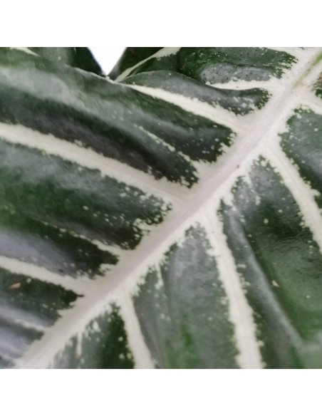 APHELANDRA SQUARROSA diametro vaso 13 cm