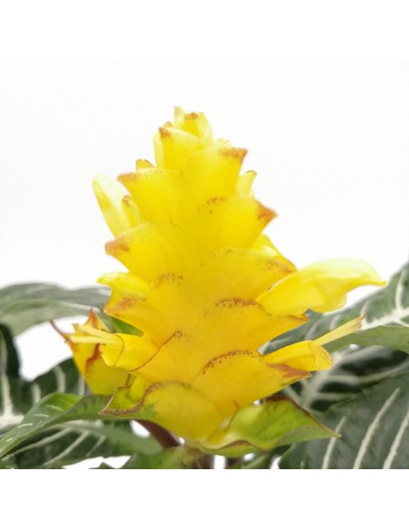 APHELANDRA SQUARROSA diametro vaso 13 cm