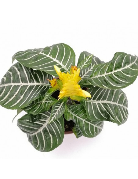 APHELANDRA SQUARROSA diametro vaso 13 cm