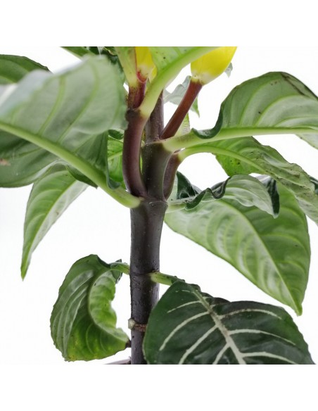 APHELANDRA SQUARROSA diametro vaso 13 cm