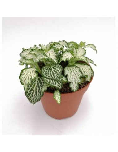 FITTONIA WHITE TIGER "Monte bianco"  Diametro vaso 8,5 cm.