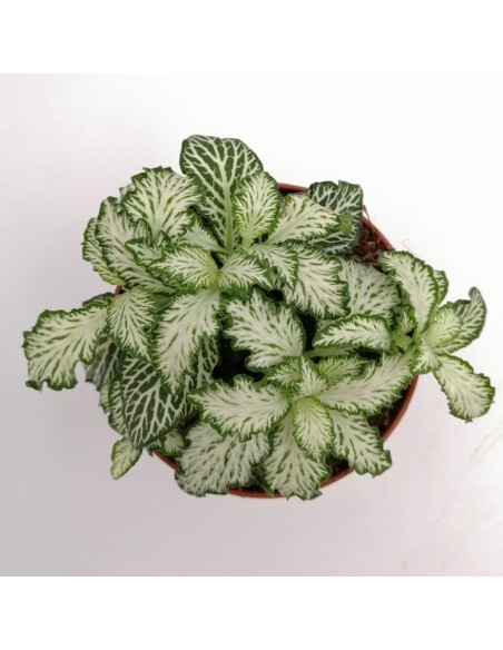 FITTONIA WHITE TIGER "Monte bianco"  Diametro vaso 8,5 cm.