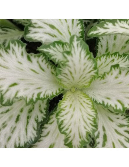 FITTONIA WHITE TIGER "Monte bianco"  Diametro vaso 8,5 cm.