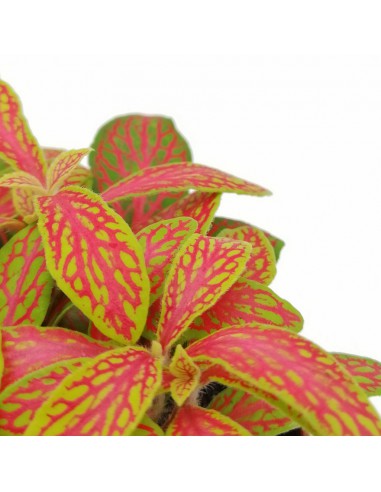 FITTONIA MOSAIC SKELETON SMALL LEAVES v. 6 al 8.5 Cm