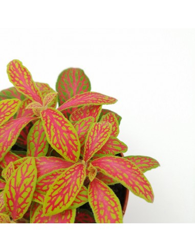 FITTONIA MOSAIC SKELETON SMALL LEAVES v. 6 al 8.5 Cm