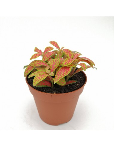 FITTONIA MOSAIC SKELETON SMALL LEAVES Diametro vaso dal 6 al 8.5 Cm