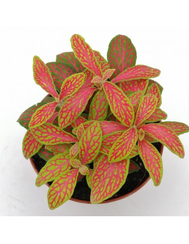 FITTONIA MOSAIC SKELETON SMALL LEAVES v. 6 al 8.5 Cm
