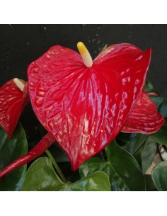 ANTHURIUM 'Andreanum Karma' - RED diametro vaso 17 cm