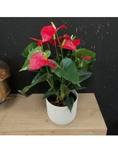 ANTHURIUM 'Andreanum Karma' - RED diametro vaso 17 cm 2