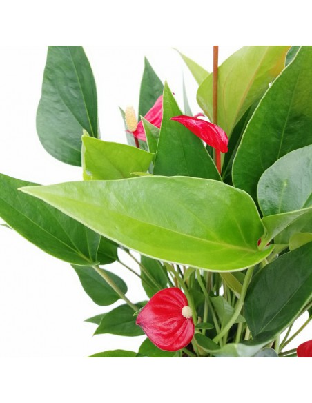 ANTHURIUM 'Million Flowers' - RED diametro vaso 12 cm