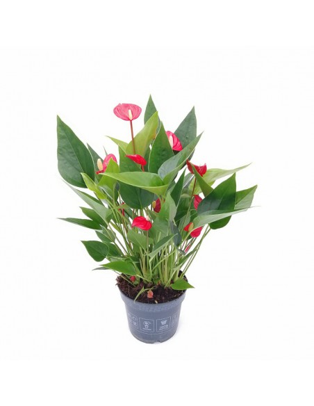 ANTHURIUM 'Million Flowers' - RED diametro vaso 12 cm