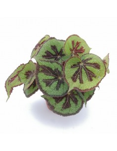BEGONIA MASONIANA (IRON CROSS) MOUNTAIN v 12