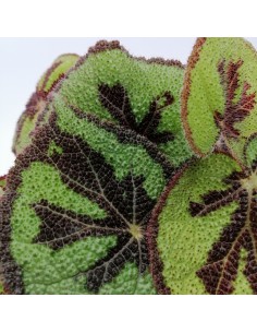 BEGONIA MASONIANA (IRON CROSS) MOUNTAIN v 12 2