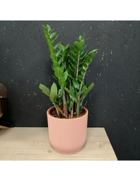 ZAMIOCULCAS ZAMIIFOLIA "Gemma di Zanzibar" vaso 21 cm