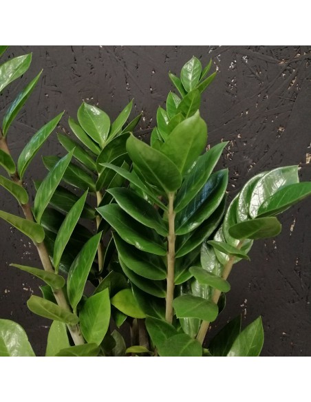 ZAMIOCULCAS ZAMIIFOLIA "Gemma di Zanzibar" vaso 21 cm