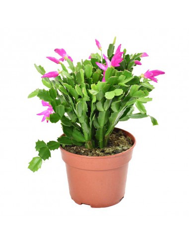 NATALINA "SCHLUMBERGERA GEMENGD" Diametro vaso 17 cm