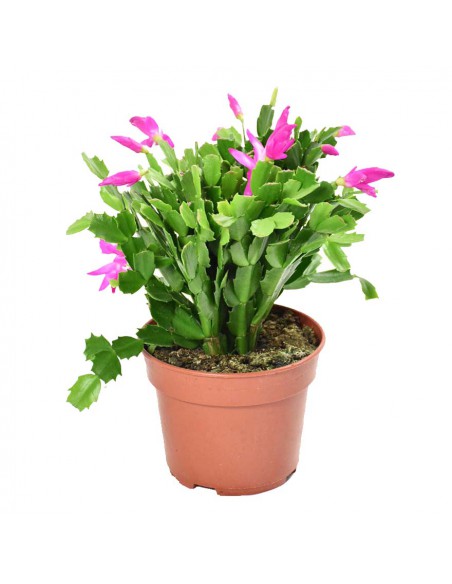 NATALINA "SCHLUMBERGERA" Diametro vaso 17 cm