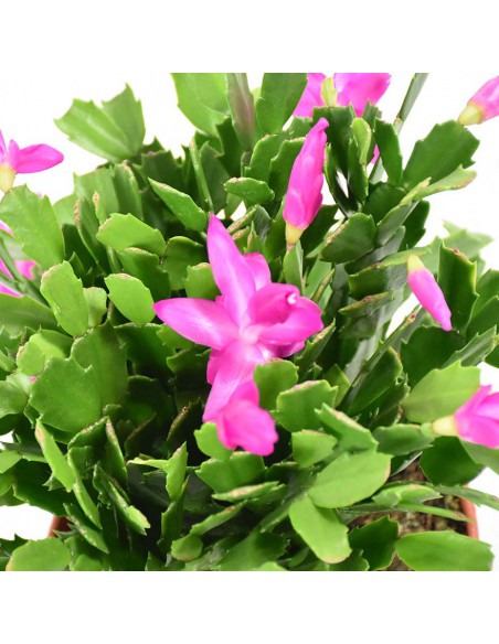 NATALINA "SCHLUMBERGERA" Diametro vaso 17 cm