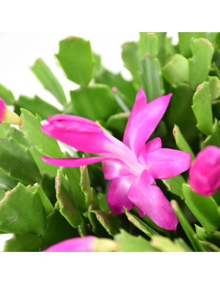 NATALINA "SCHLUMBERGERA" Diametro vaso 17 cm