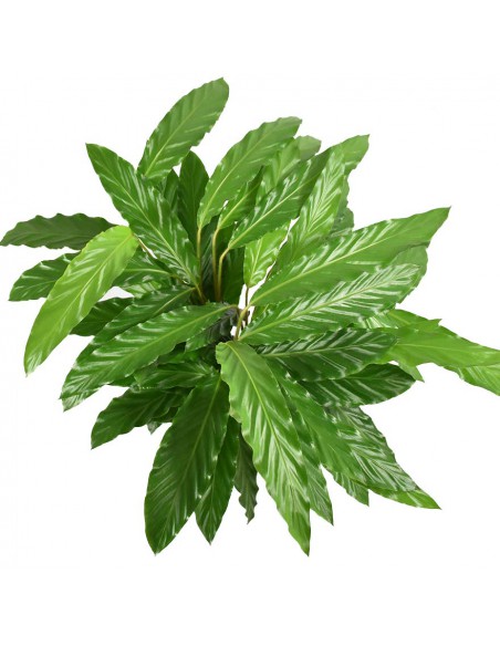 MARANTA CALATHEA RUFIBARBA 'MIROSCHA' Diametro vaso 19 Cm