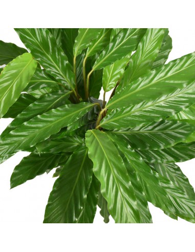 MARANTA CALATHEA RUFIBARBA 'MIROSCHA' Diametro vaso 19 Cm