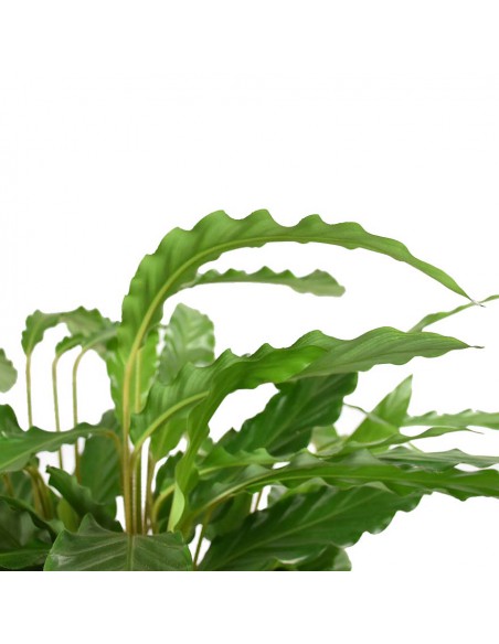 MARANTA CALATHEA RUFIBARBA 'MIROSCHA' Diametro vaso 19 Cm