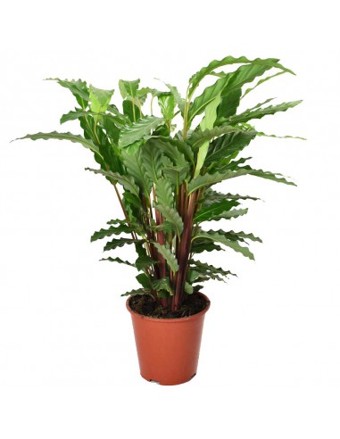 MARANTA CALATHEA RUFIBARBA 'MIROSCHA' Diametro vaso 19 Cm