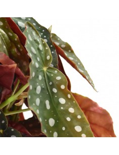BEGONIA BLAD MACULATA 'WIGHTII' diametro vaso 17 cm 2