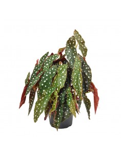 BEGONIA BLAD MACULATA 'WIGHTII' diametro vaso 17 cm