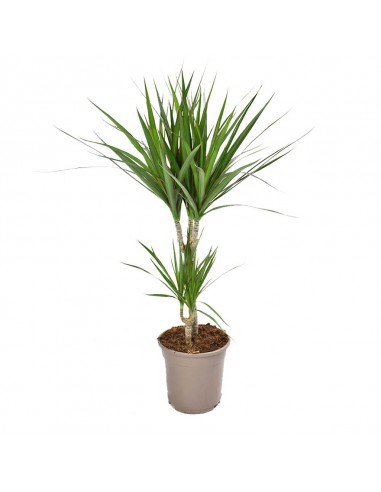 DRACAENA MARGINATA diametro vaso 17 cm