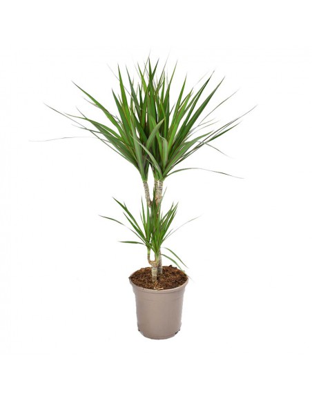 DRACAENA MARGINATA diametro vaso 17 cm