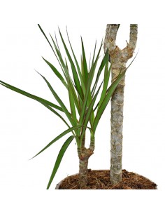 DRACAENA MARGINATA diametro vaso 17 cm 2