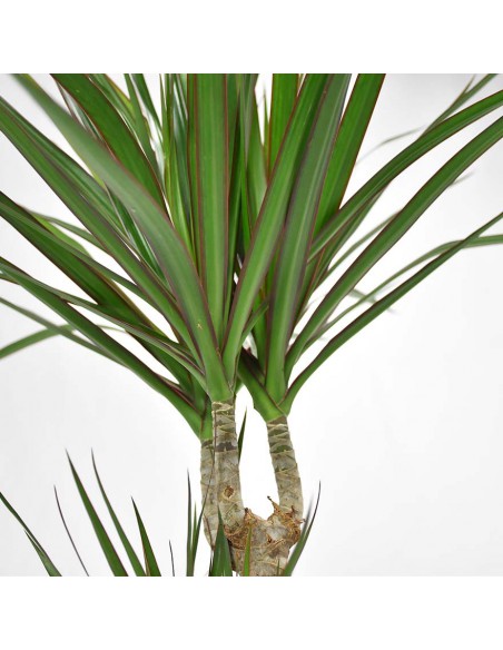 DRACAENA MARGINATA diametro vaso 17 cm