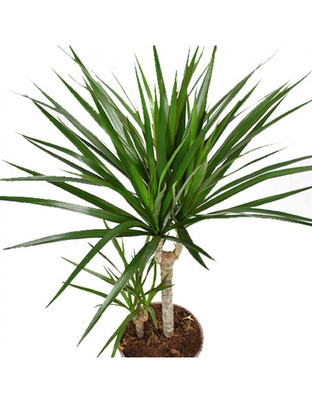 DRACAENA MARGINATA diametro vaso 17 cm