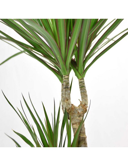 DRACAENA MARGINATA diametro vaso 17 cm