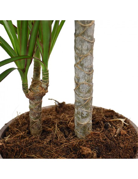 DRACAENA MARGINATA diametro vaso 17 cm