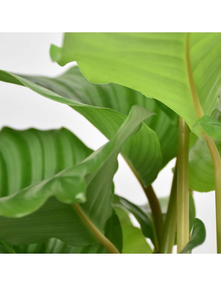 CALATHEA ORBIFOLIA Diametro vaso 19 cm