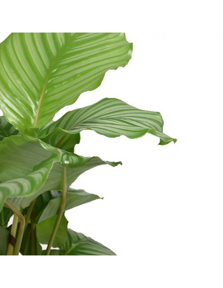 CALATHEA ORBIFOLIA Diametro vaso 19 cm