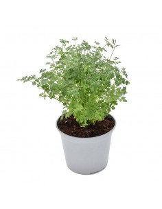 CERFOGLIO diametro vaso 14 cm 2