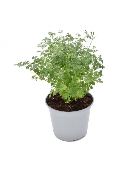 CERFOGLIO diametro vaso 14 cm