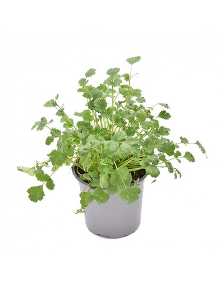 CORIANDOLO diametro vaso 14 cm