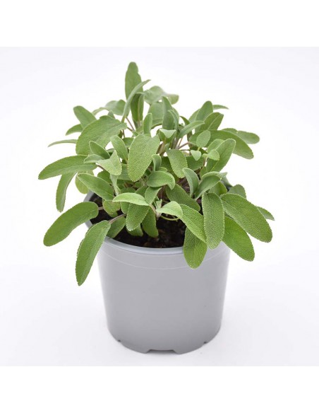 SALVIA diametro vaso 14 cm