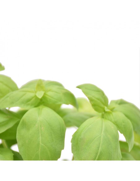 PIANTA DI BASILICO perfetta per i tuoi piatti estivi