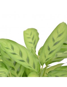 MARANTA CALATHEA LEOPARDINA Diametro vaso 12 Cm 2