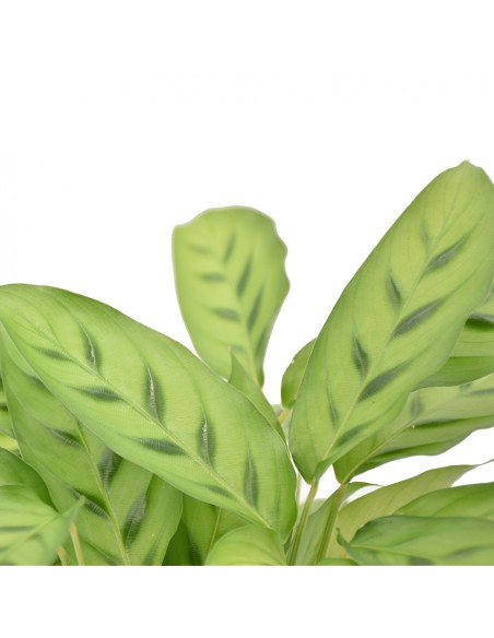 MARANTA CALATHEA LEOPARDINA Diametro vaso 12 Cm