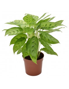 MARANTA CALATHEA LEOPARDINA Diametro vaso 12 Cm